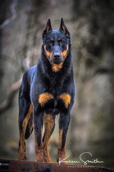 a large black and brown dog standing on top of a wooden bench in the woods