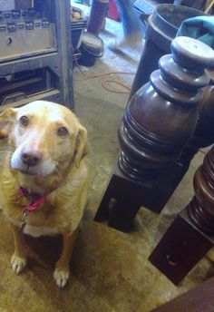 a dog is sitting on the floor in front of an old fashioned machine and other items