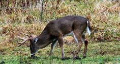 a deer grazing on grass next to a fence