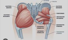 the muscles are labeled in this diagram