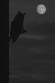 a black and white photo of a tree with the moon in the background