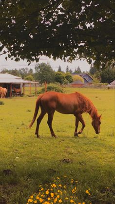 a brown horse is grazing in the grass