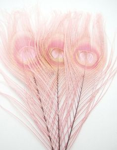 pink feathers are arranged on a white surface