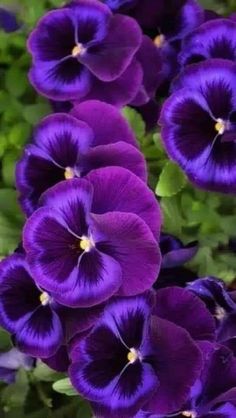 purple pansies with green leaves in the background