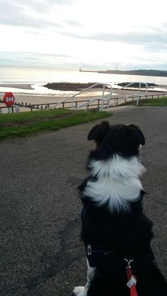 a black and white dog sitting on top of a road