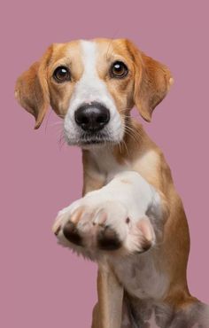 a brown and white dog standing on its hind legs with it's paw up