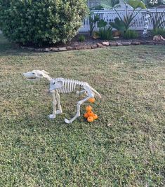 a dog skeleton sitting in the grass with an orange flower