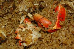 two crabs on top of some brown rice