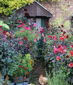 a garden filled with lots of flowers next to a building