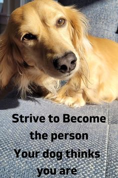 A long haired blonde dachshund sitting on a blue sofa looking sweet Dog Emotions, The Symbiotic Relationship Between, Dogs Are The Best, Dog Spaces, Dog Best Friend, I Love My Dog, Incredible Creatures, Dog Blog, Amazing Facts