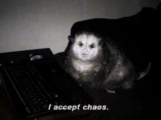 a ferret sitting next to a laptop computer on a table with the caption i accept chaos