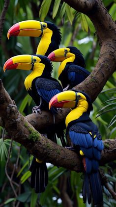 three colorful birds sitting on top of a tree branch