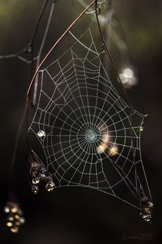 a spider's web hanging from a tree branch with water droplets in the background