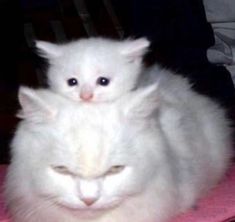 a white cat sitting on top of a pink mat