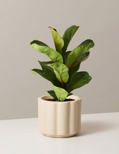 a potted plant sitting on top of a table