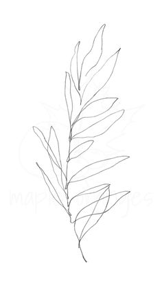 a drawing of a leaf on a white background