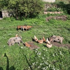 pigs and chickens are grazing in the grass