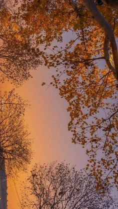 trees with yellow leaves in the foreground and an orange sky in the background