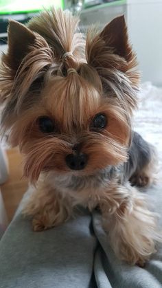 a small dog sitting on top of a bed