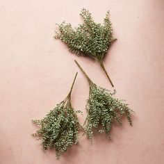 three dried flowers on a pink surface