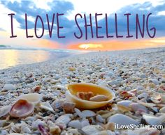 shells and seashells on the beach with words i love shelling