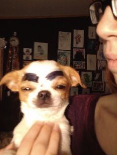 Dog With Eyebrows, Silly Animal Pictures, Very Cute Dogs, Funny Dog Pictures, 웃긴 사진