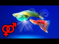 (133) NAJŁATWIEJ Rozmnażające się Gatunki w Akwarium - YouTube Fish Pet, Fish, Animals