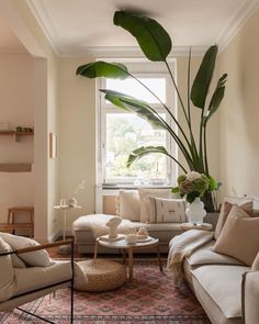 a living room filled with furniture and a large plant