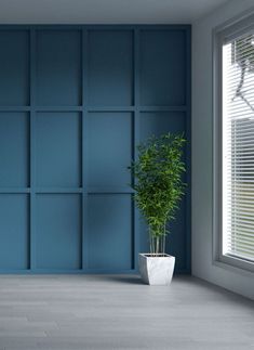 a potted plant sitting in the corner of a room with blue walls and windows