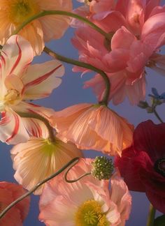 an arrangement of different colored flowers against a blue sky