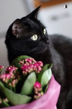 a black cat sitting next to a bunch of flowers