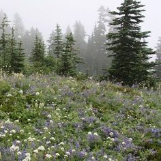 wildflowers and pine trees on a foggy day