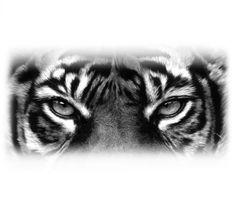 a black and white photo of a tiger's face with its eyes wide open