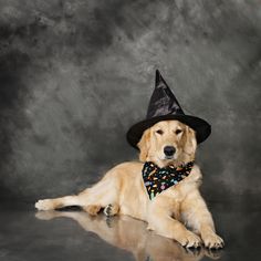 a golden retriever dog wearing a witches hat and bandana laying on the floor