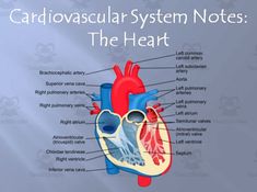 a diagram of the heart with labels on it and captions about its location in the body