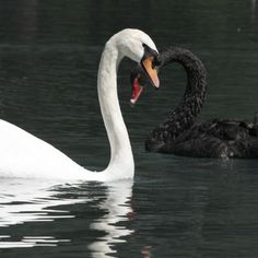 two black swans are swimming in the water with their beaks out and one is making a heart shape