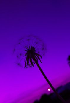 a dandelion in front of a purple sky