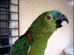 a large green parrot sitting on top of a wooden perch