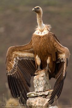 a large brown bird with it's wings spread out sitting on top of a rock