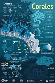 an image of corals in the ocean with captioning below it and other information about them