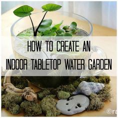 an indoor tabletop water garden with plants and rocks in the background text overlay reads how to create an indoor tabletop water garden