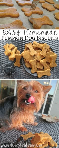 a dog is sitting in front of some food