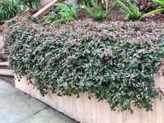 a planter filled with lots of purple flowers