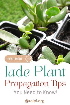 jade plants in trays with text reading jade plant propagation tips you need to know