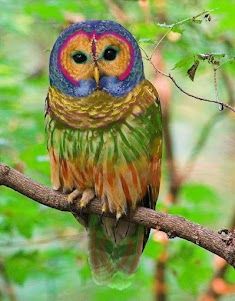 an owl sitting on top of a tree branch in front of a tweet