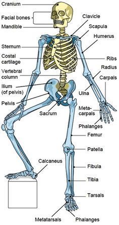 the skeletal skeleton and its major bones are labeled in this diagram, with labels on each side