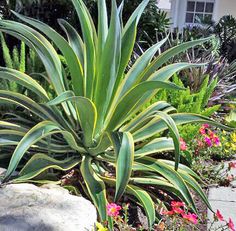 a large green plant sitting in the middle of a flower garden next to a house