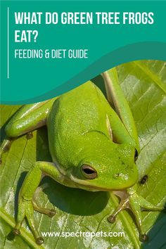 what do green tree frogs eat? feeding and diet guide