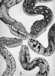 three snakes are in the middle of a circle, with one snake's mouth open