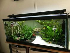 an aquarium filled with plants and rocks on top of a wooden table in front of a white wall